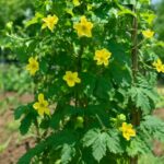 ゴーヤが雄花ばかりになる原因は？家庭菜園で雌花を増やすための育て方と初心者でもできる対策