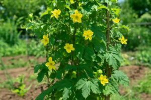 ゴーヤが雄花ばかりになる原因は?家庭菜園で雌花を増やすための育て方と初心者でもできる対策