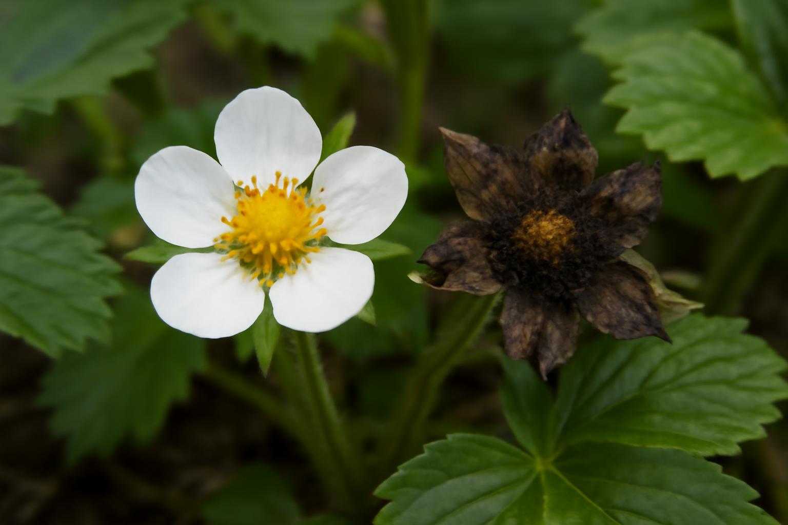いちごの花が黒くなる原因は?受粉不良や病気を見分ける方法と今すぐできる対策