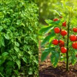ミニトマトの摘芯をしないとどうなる？実がつかない原因と収穫量を増やす正しい育て方