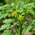 ミニトマトの一番花は摘む？摘まない？収穫量を増やす判断ポイントと育て方
