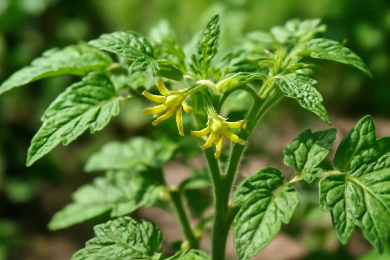 ミニトマトの一番花は摘む？摘まない？収穫量を増やす判断ポイントと育て方