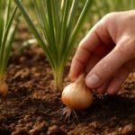 家庭菜園の玉ねぎが大きくならない原因は？収穫前に見直したい育て方と対策、初心者向けチェック