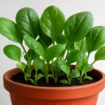 ほうれん草のプランターでの育て方を初心者向けに解説。種まきから収穫までのコツとは