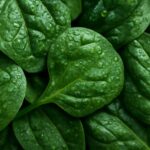 ほうれん草が苦いのはなぜ？考えられる理由をわかりやすく解説