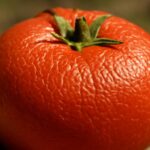トマトの皮がかたい理由は？家庭菜園や市販品で起こる原因をわかりやすく解説
