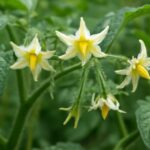 トマトは花が咲くのに実がならないのはなぜ？家庭菜園でよくある原因をわかりやすく解説