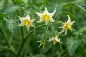トマトは花が咲くのに実がならないのはなぜ？家庭菜園でよくある原因をわかりやすく解説