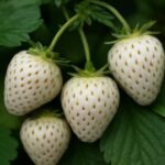 いちごが白いまま熟れないのはなぜ？家庭菜園でよくある原因をわかりやすく解説