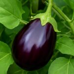 なすの収穫タイミングはいつ？大きさ・見た目・取り遅れのサインを解説