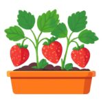 いちごを家庭菜園でプランター栽培するコツは？初心者が失敗しにくい育て方を解説