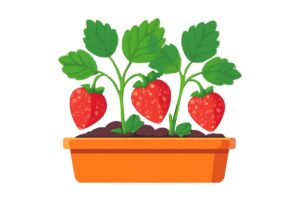 いちごを家庭菜園でプランター栽培するコツは？初心者が失敗しにくい育て方を解説